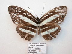 Pseudoneptis bugandensis