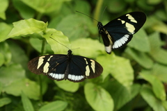 Heliconius cydno cydnides