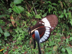 Heliconius cydno cydno
