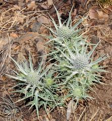 Eryngium glaciale