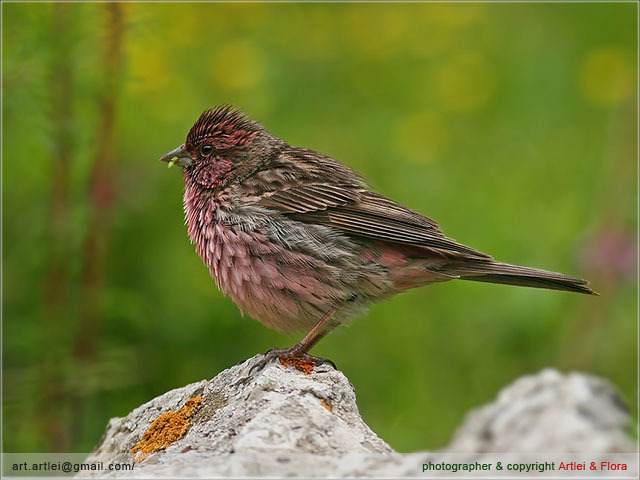 Himalayan Beautiful Rosefinch photo