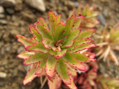 Epilobium pycnostachyum