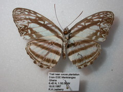 Pseudoneptis bugandensis