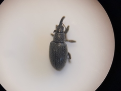 Catapion seniculus