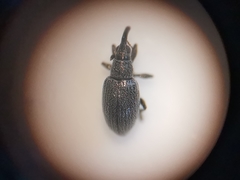 Catapion seniculus
