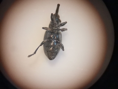 Catapion seniculus