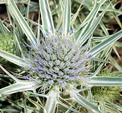 Eryngium glaciale