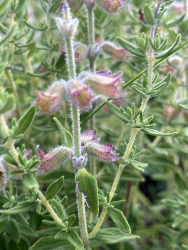 Syncolostemon teucriifolius image