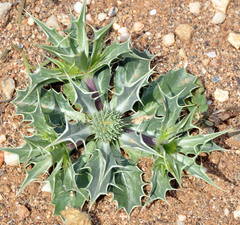 Eryngium ilicifolium