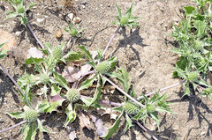 Eryngium ilicifolium
