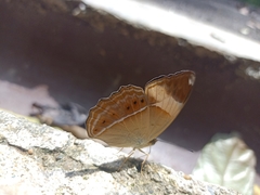 Cirrochroa orissa
