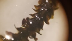 Marsupella emarginata