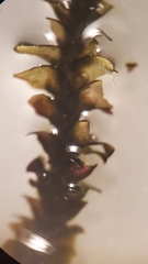 Marsupella emarginata