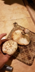 Tricholoma matsutake