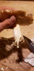 Tricholoma matsutake