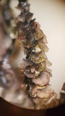 Marsupella emarginata