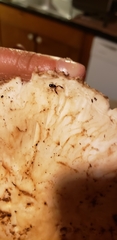 Tricholoma matsutake