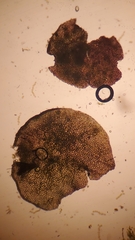 Marsupella emarginata