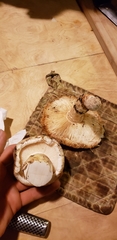 Tricholoma matsutake