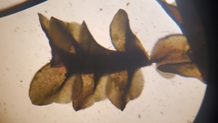 Marsupella emarginata