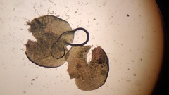 Marsupella emarginata