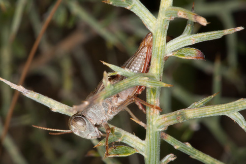 Pyrenean Pincer Grasshopper