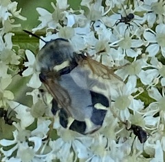 Stratiomys singularior