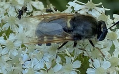 Stratiomys singularior