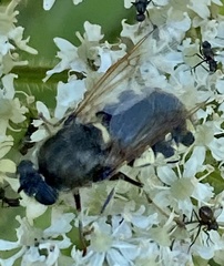 Stratiomys singularior