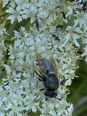 Stratiomys singularior