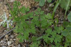 Fumaria judaica judaica