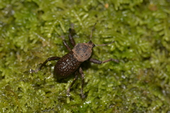 Psapharus infaustus