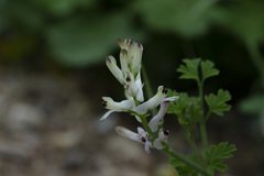 Fumaria judaica judaica