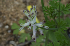 Fumaria judaica judaica