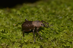Psapharus infaustus