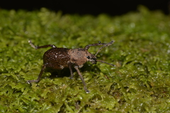 Psapharus infaustus