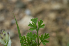 Fumaria judaica judaica