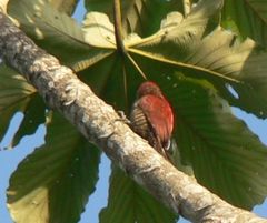 Dryobates sanguineus