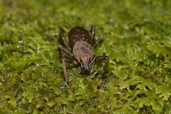 Psapharus infaustus