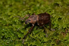 Psapharus infaustus