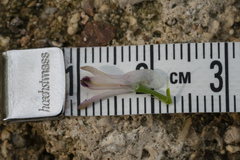 Fumaria judaica judaica