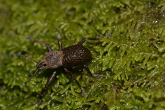 Psapharus infaustus