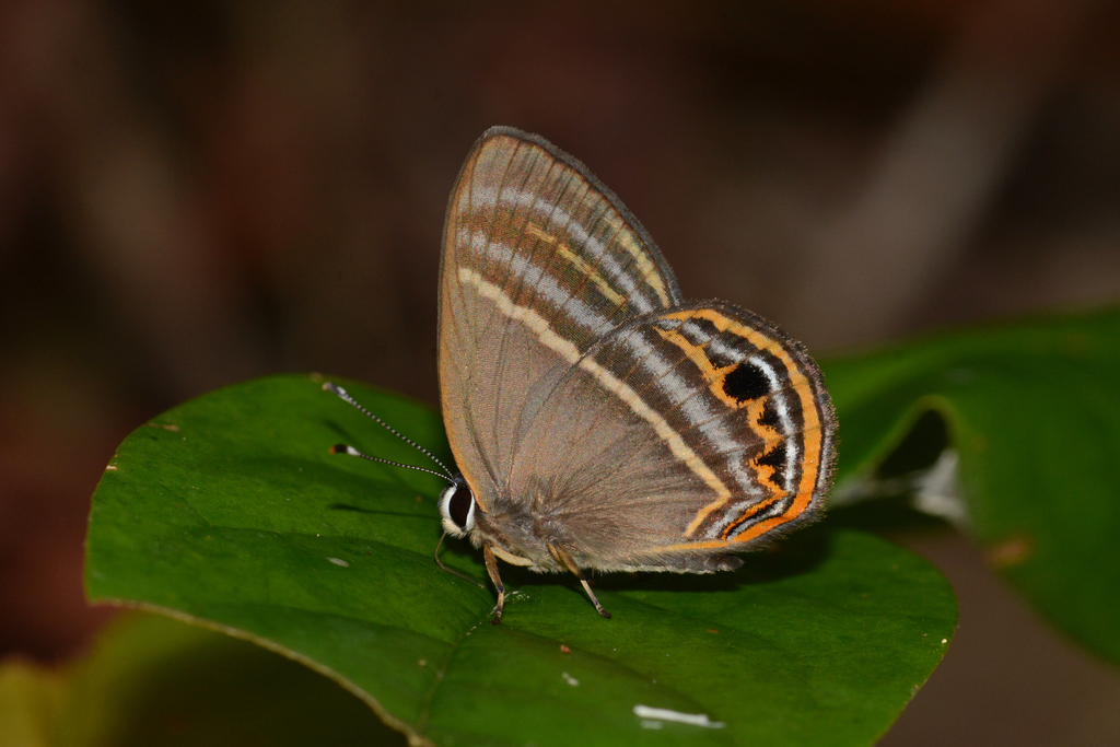 Euselasia pellos