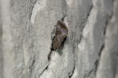 Thysanoplusia reticulata