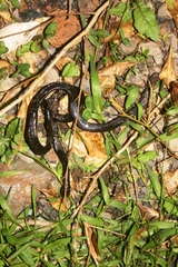 Caecilia
