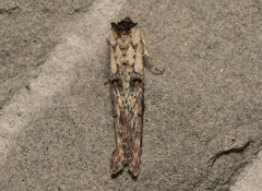 Lophoptera longipennis