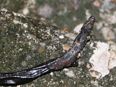 Caecilia