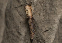 Lophoptera longipennis
