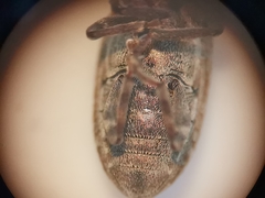 Sitona lepidus