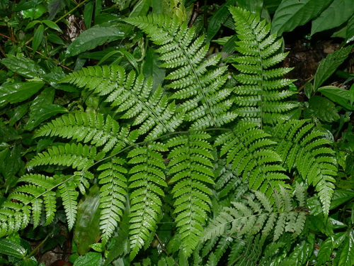 Diplazium amamianum